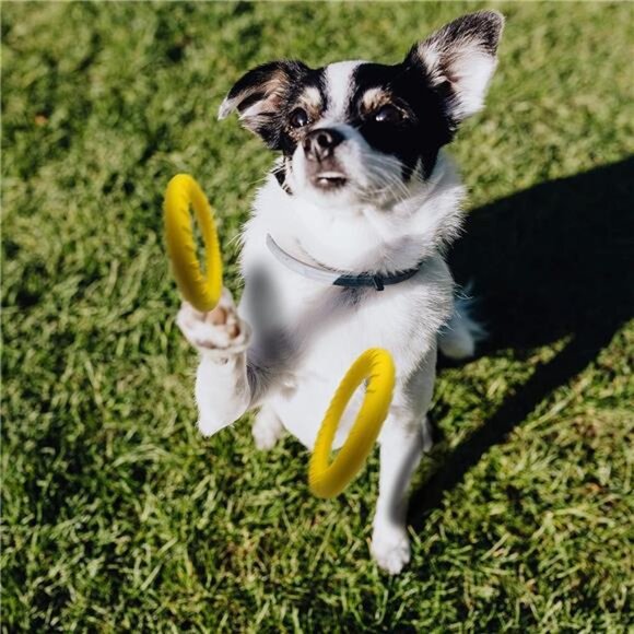 Dog Flying Disc,Floating Dog Ring Toys, Indestructible Dog Chew Toys - Picture 6 of 8